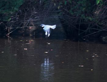 A belted kingfisher in flight at Sandy Run Park.
