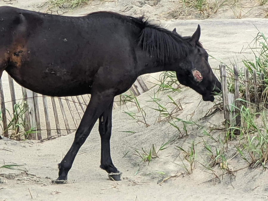 Although difficult to look at, the wounds Alma the Wild Horse suffered appear to be healing. Although difficult to look at, the wounds Alma the Wild Horse suffered appear to be healing.