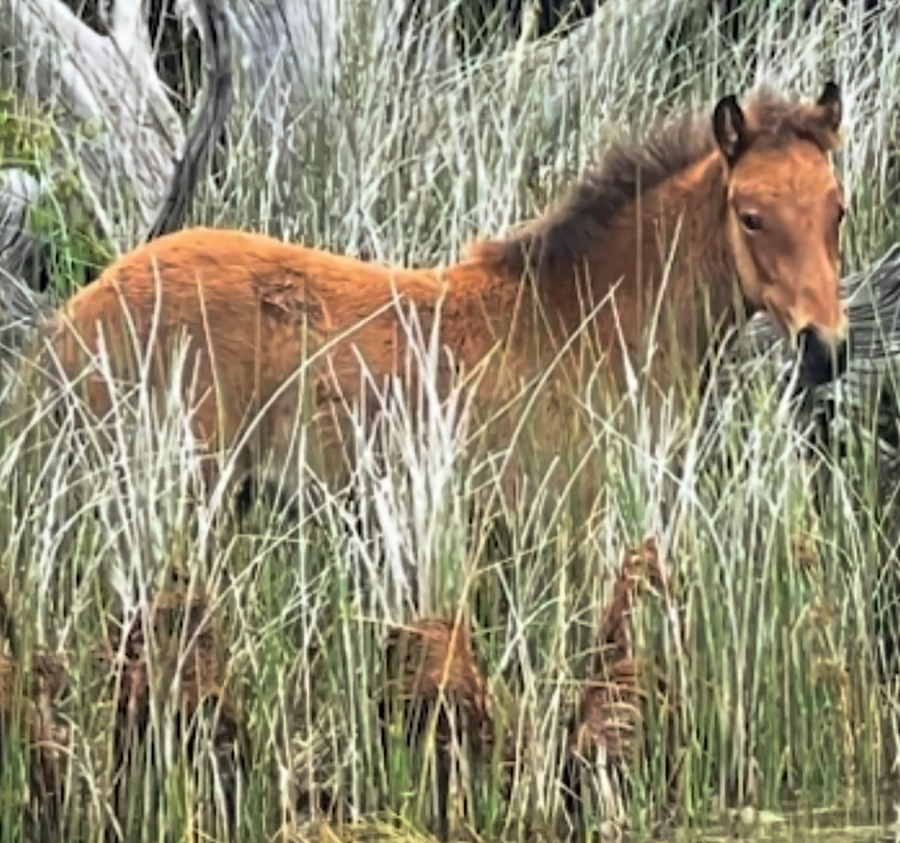 Hard to see but there is a foal in the underbrush. Hard to see but there is a foal in the underbrush.