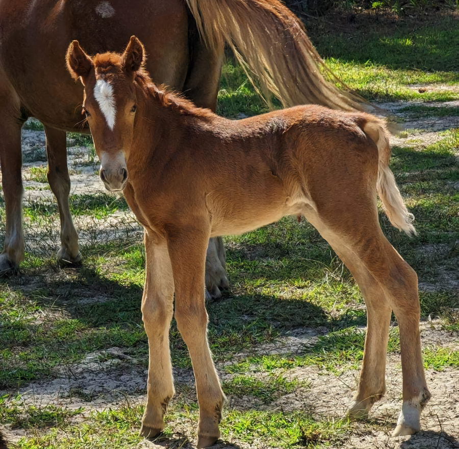 Meet Cosmos the latest addition to the Corolla Wild Mustang herd. Meet Cosmos the latest addition to the Corolla Wild Mustang herd.