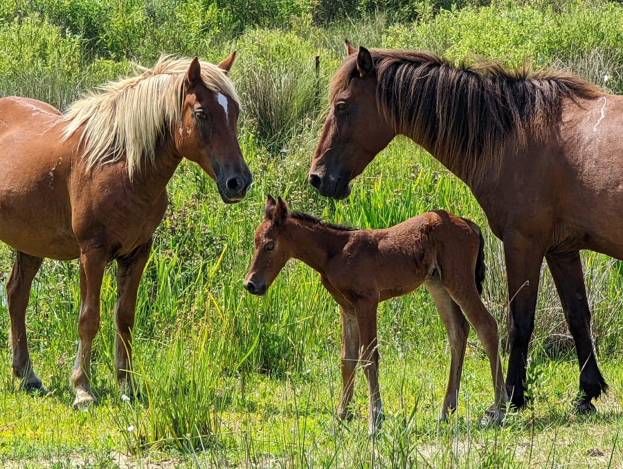 New foal Ceres stands on wobbly legs while watched over by protective mares. New foal Ceres stands on wobbly legs while watched over by protective mares.