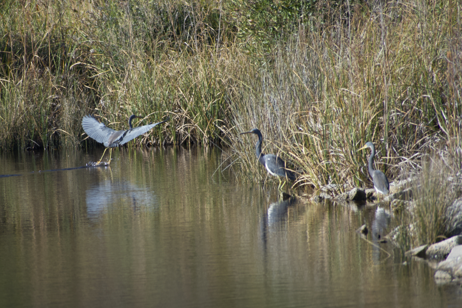 A tri colored heron lands while two other wade in the water for Manteo Marshes. A tri colored heron lands while two other wade in the water for Manteo Marshes.
