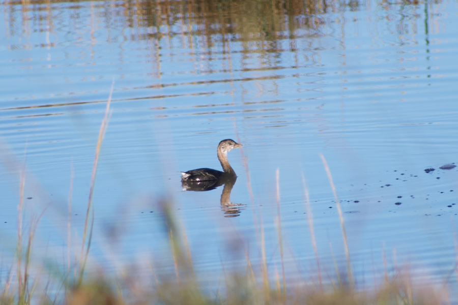 A Pied-Billed Grebe swimming in the south impoundment pond at Pea Island. A Pied-Billed Grebe swimming in the south impoundment pond at Pea Island.