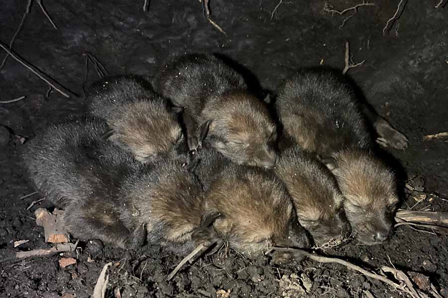 Six red wolf pups were born during the week of April 18 at ARNWR. Six red wolf pups were born during the week of April 18 at ARNWR.