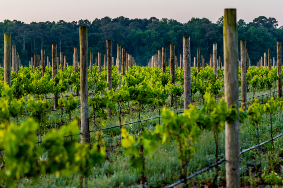 With over 25 acres of wine grapes planted, in the summer Sanctuary Vineyards takes on the look of the classic wine regions of the world. With over 25 acres of wine grapes planted, in the summer Sanctuary Vineyards takes on the look of the classic wine regions of the world.