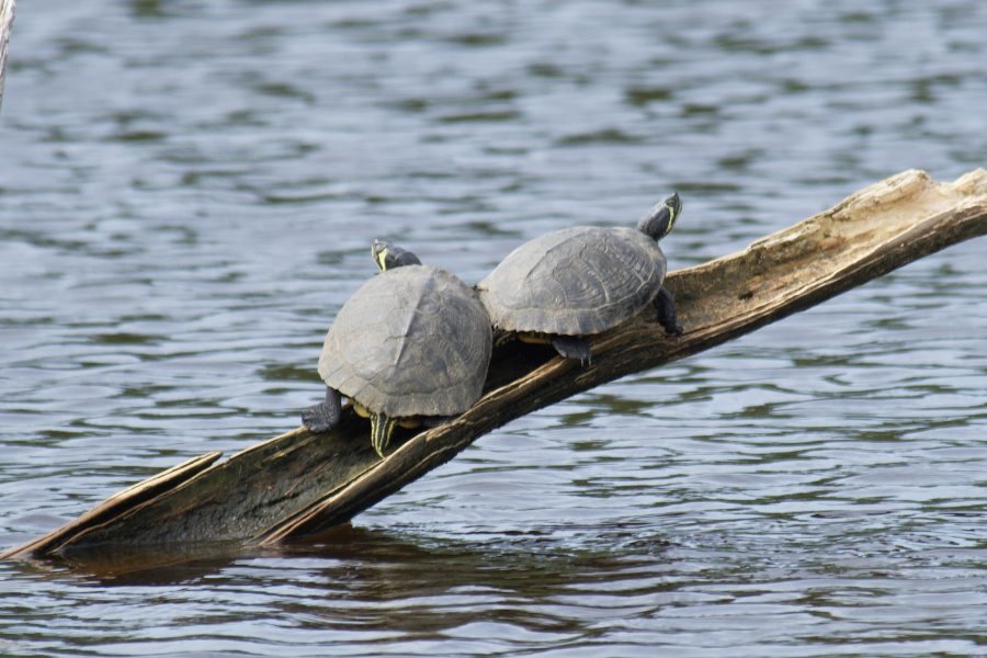 Two Yellow-bellied Sliders basking in the sun at Sandy Run Park in Kitty Hawk. Two Yellow-bellied Sliders basking in the sun at Sandy Run Park in Kitty Hawk.