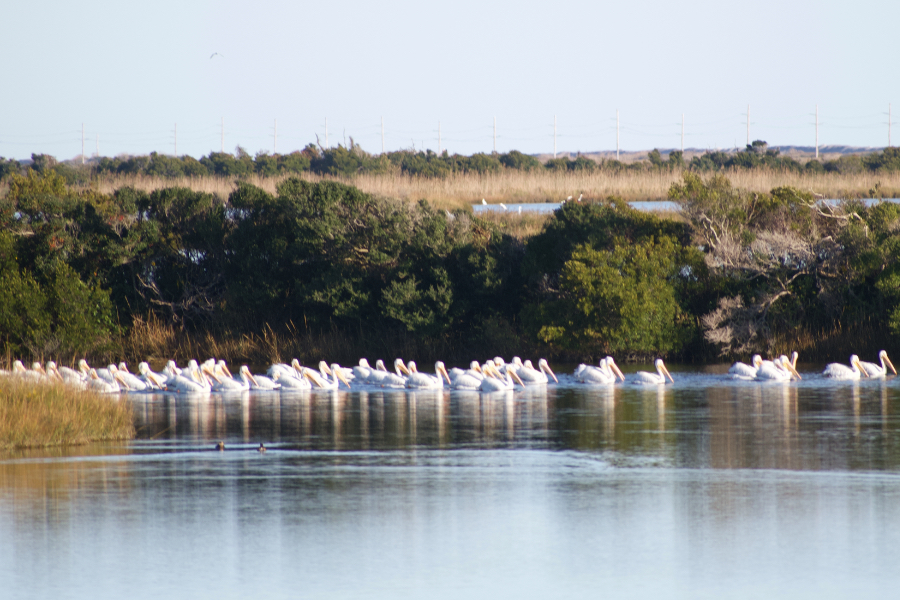 What may be a record number of American White Pelicans are visiting Pea Island. What may be a record number of American White Pelicans are visiting Pea Island.