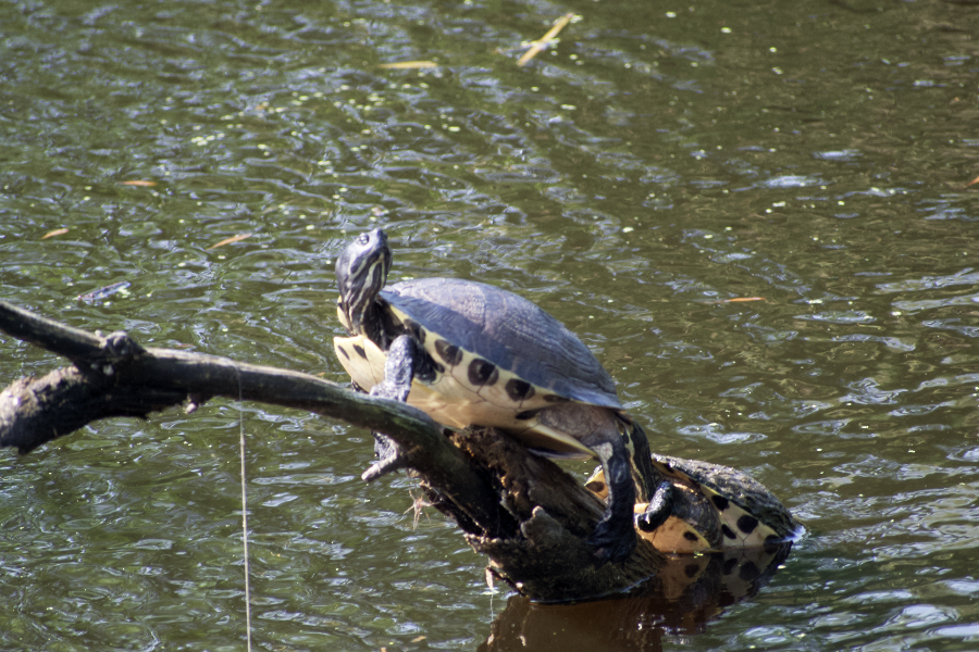 Yellow bellied sliders on a tree branch showing why they are called yellow bellied. Yellow bellied sliders on a tree branch showing why they are called yellow bellied.